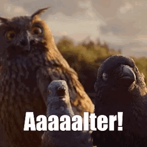 two owls and two pigeons are standing next to each other with the caption aaalter