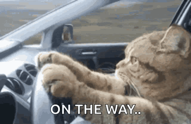 a cat is sitting at the steering wheel of a car .
