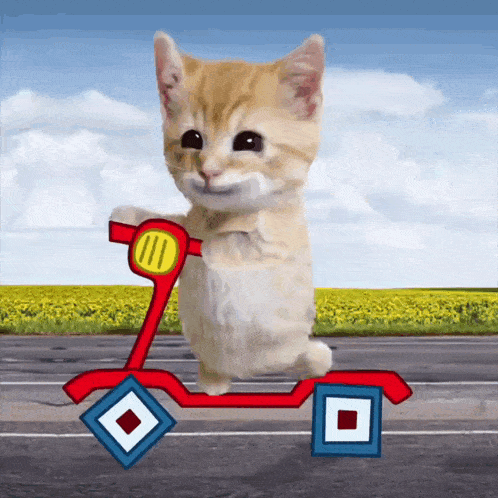 a kitten is riding a red and blue scooter on a road