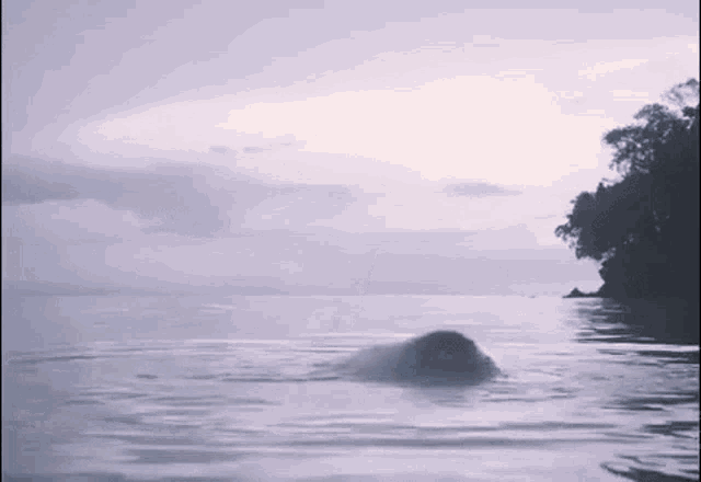 a person is swimming in the ocean with a purple sky in the background