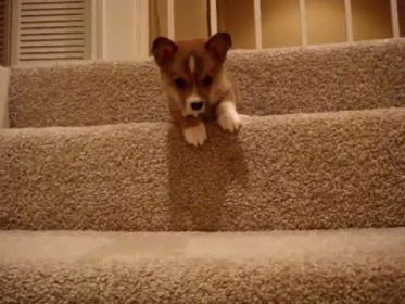 Go Ahead Take The Next Step GIF - Puppy Corgi Brave GIFs
