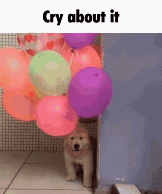 Cry About It Dog GIF - Cry About It Dog Balloon GIFs