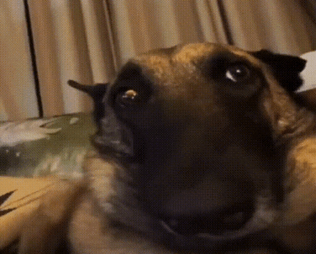 a close up of a dog 's face looking at the camera while laying on a bed .