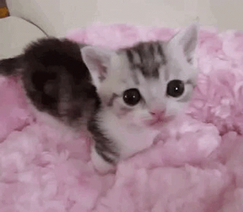 Tiny Kitten Kitten Lick GIF - Tiny Kitten Kitten Lick Kitten Pink Blanket GIFs