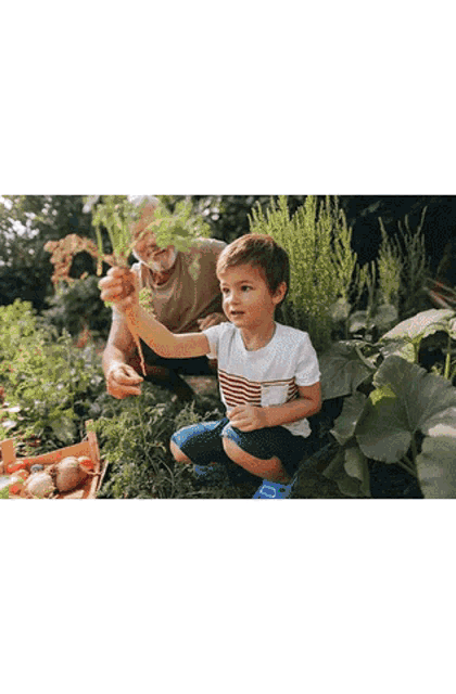 a little boy is holding a carrot in his hand while sitting next to an older man in a garden .