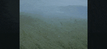 a foggy field with a few trees in the background