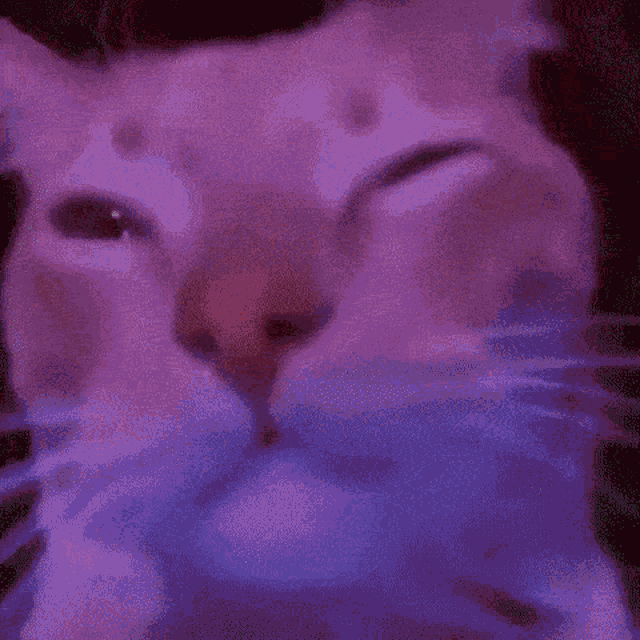 Peep The Cat Rave Cat GIF - Peep The Cat Rave Cat Cat GIFs
