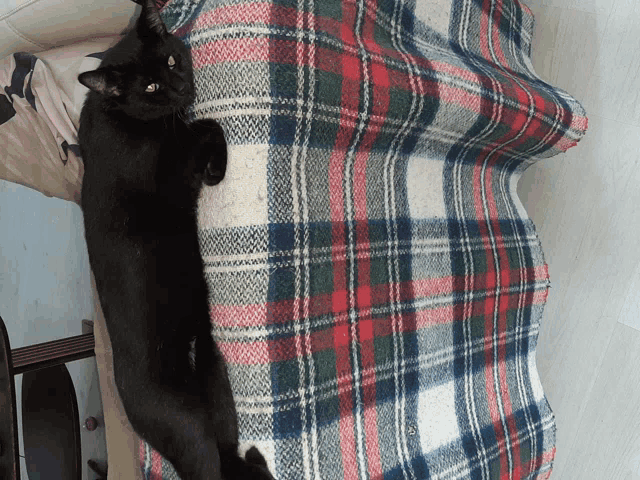 a black cat laying on a plaid blanket on a chair
