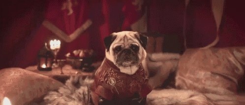 a pug dog wearing a red collar is looking at the camera with a sad look on his face .