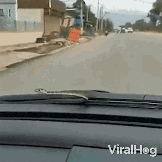 Snake On A Car Viralhog GIF - Snake On A Car Viralhog Snake Riding A Car GIFs