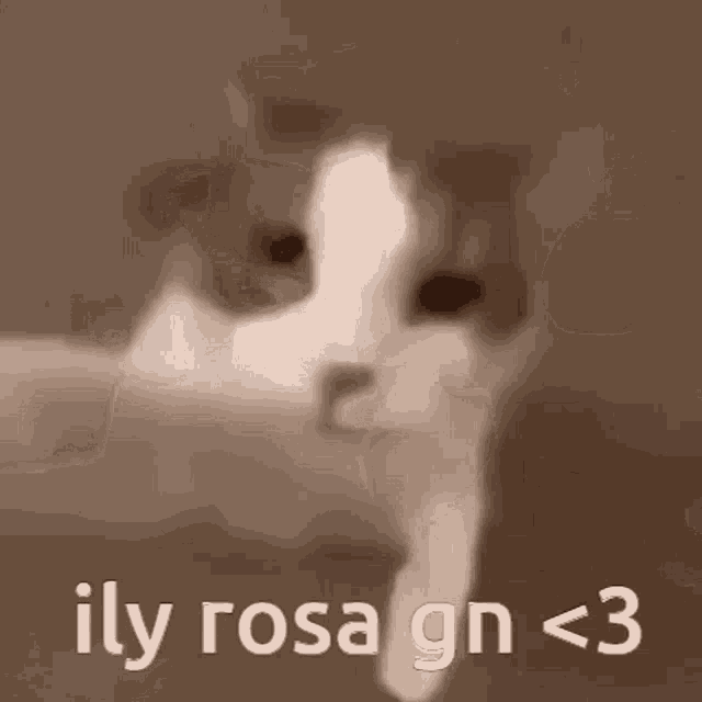 a close up of a cat with the words `` ily rosa gn < 3 '' written below it .