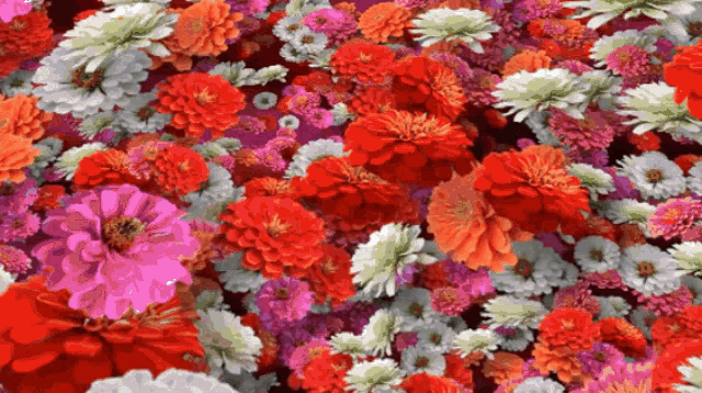 a bunch of different colored flowers including red white and pink