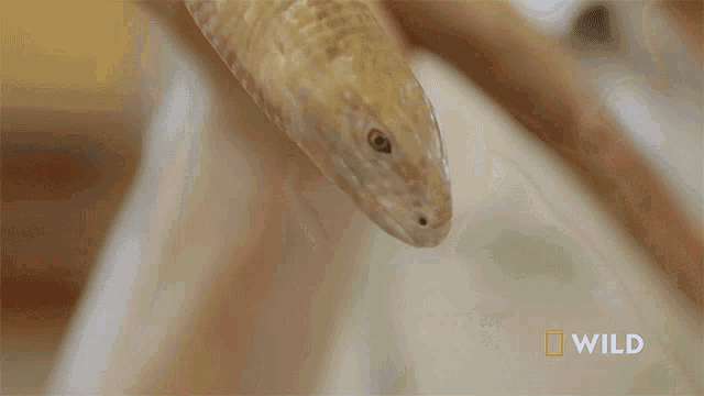 Sticking Out Tongue National Geographic GIF - Sticking Out Tongue National Geographic Secrets Of The Zoo Down Under GIFs