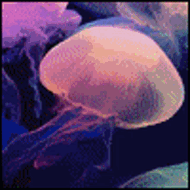 a group of jellyfish are swimming in the water in a aquarium .
