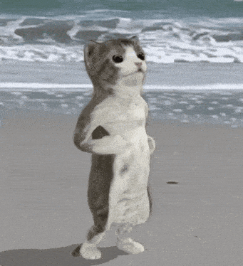 H1ddn Cat GIF - H1ddn Cat Stretching GIFs