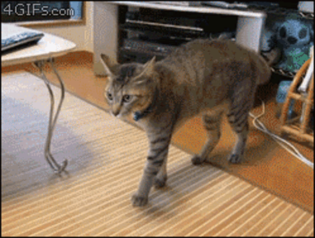 a cat is walking in a living room with a 4gifs.com watermark on the bottom