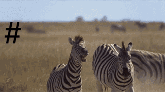 Zebra Rekt GIF