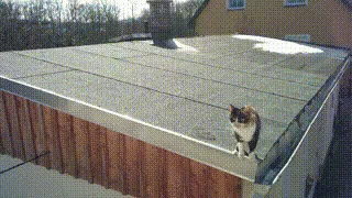 Cat Jump GIF - Cat Jump Jumping GIFs