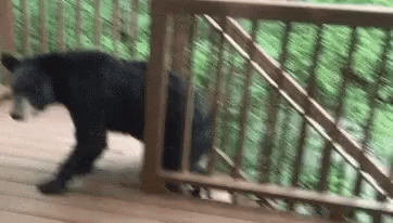 Bear Black Bear Bears GIF - Bear Black Bear Bears Grizzly GIFs