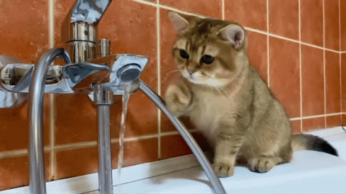 Cat Golden GIF - Cat Golden Water GIFs