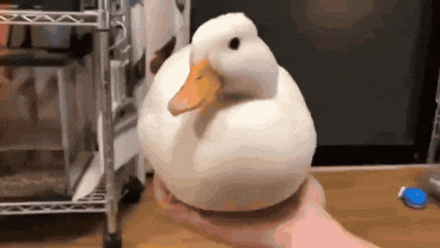 a person is holding a white duck with an orange beak in their hand .
