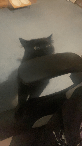 Black Cat Tabby GIF - Black Cat Tabby Tabby Cat GIFs