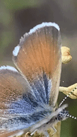Western Pygmy-blue Butterfly GIF - Western Pygmy-blue Butterfly Crystal Cove State Park GIFs