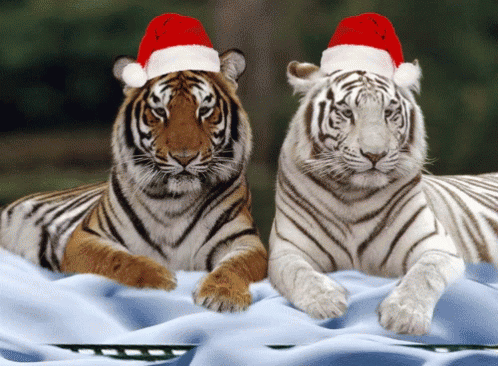 Christmas Tigers GIF - Christmas Tigers Train GIFs