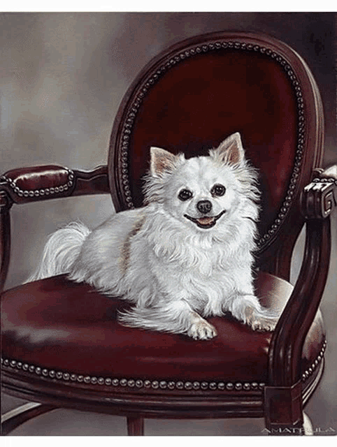 a small white dog is sitting in a chair