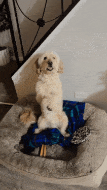 a dog sitting on its hind legs on a dog bed