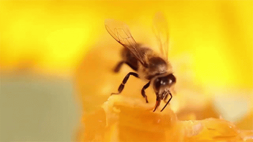 Honey National Honey Bee Day GIF - Honey National Honey Bee Day How Do Honeybees Get Their Jobs GIFs