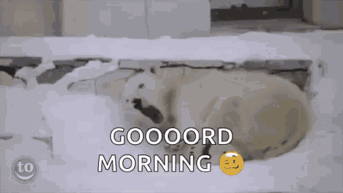 a polar bear is laying in the snow with the words gooooord morning below it