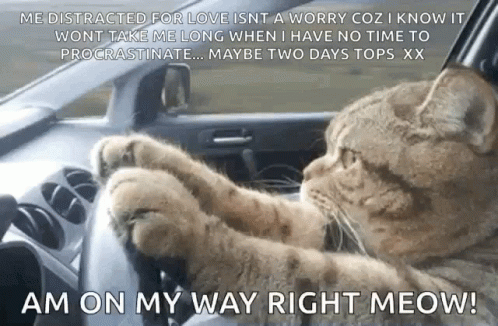Cat Driving GIF - Cat Driving Serious GIFs