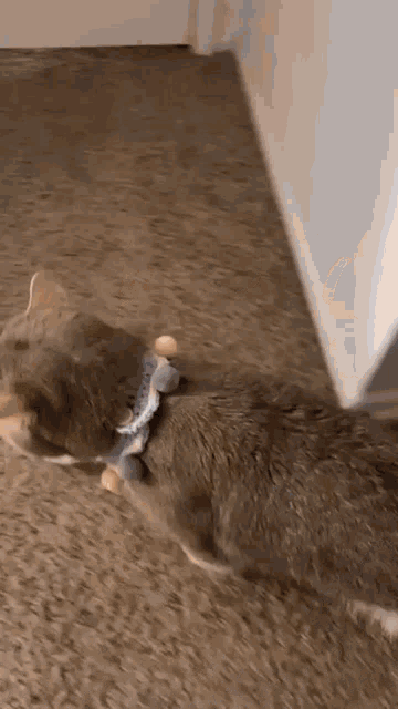 a cat is playing with a toy on the floor in a room .