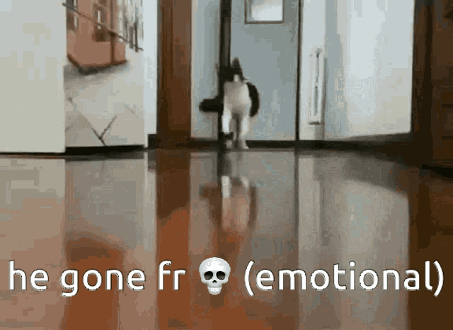 He Gone Fr Emotional Cat GIF - He Gone Fr Emotional Cat GIFs