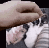 a pixelated image of a person petting a cat while another cat sleeps in the background .