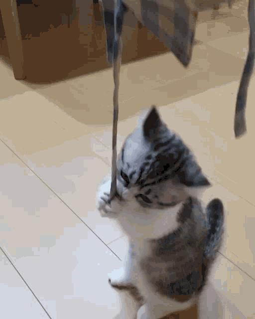 Komaru Cat GIF - Komaru Cat Small GIFs