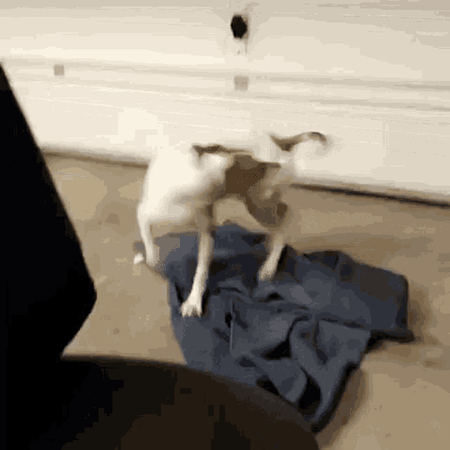 a small brown and white dog is standing on a blue blanket on the floor .