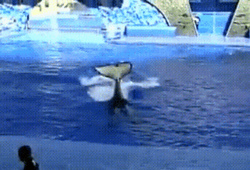 a whale is swimming in a pool with its tail out