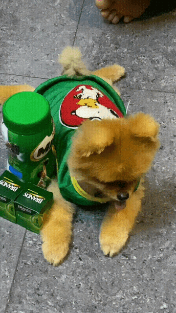 a small brown dog wearing a green shirt with a ghostbusters logo