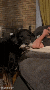 a man is laying on a couch with a black dog on the couch
