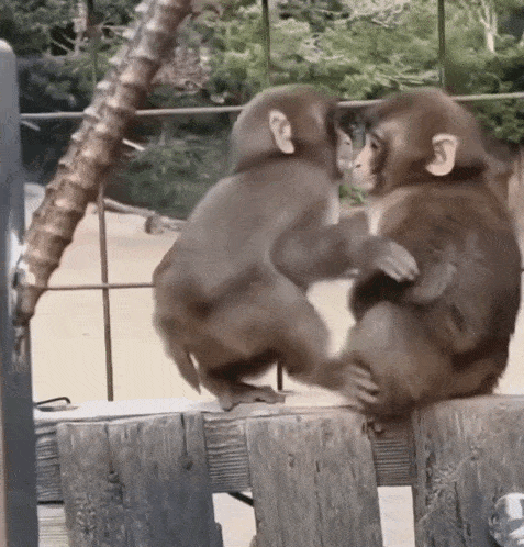 Monkey Love Monkey Cute GIF - Monkey Love Monkey Cute Monkey Hug GIFs