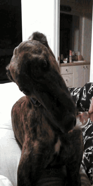 Frisby Dog GIF - Frisby Dog Licking GIFs