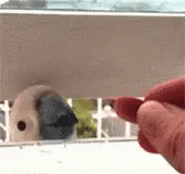 Animal Parrot GIF - Animal Parrot Fail GIFs