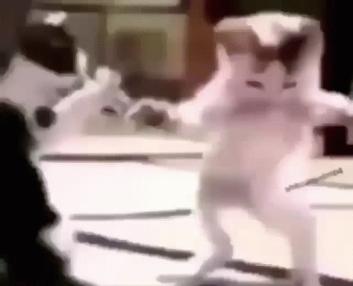 Cats Cutie GIF - Cats Cutie Dancing GIFs