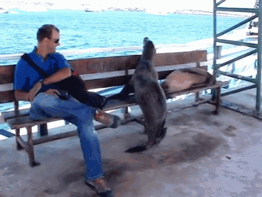 a man sits on a bench with his legs crossed and a seal standing next to him