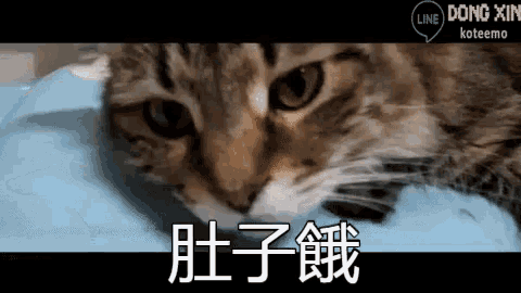Koteemo Cat GIF - Koteemo Cat Cute GIFs