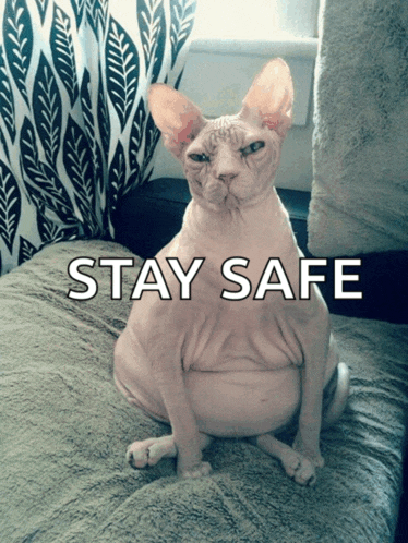 a hairless cat is sitting on a couch with the words stay safe behind it