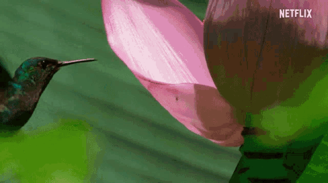 Birds Hummingbird GIF - Birds Hummingbird Nectar GIFs