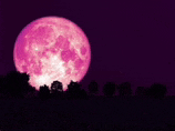 a pink full moon is rising over a silhouette of trees in the night sky .